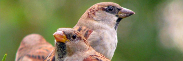 अपना घर है सबसे प्यारा