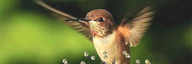 कौन सिखाता है चिड़ियों को – सोहनलाल द्विवेदी