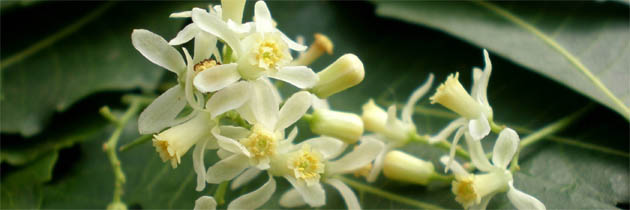 नीम के फूल – कुंवर नारायण