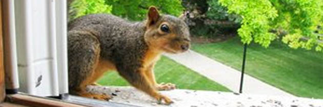 पड़ोस - ऋतुराज