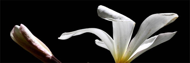 फूल और कली - उदय प्रताप सिंह