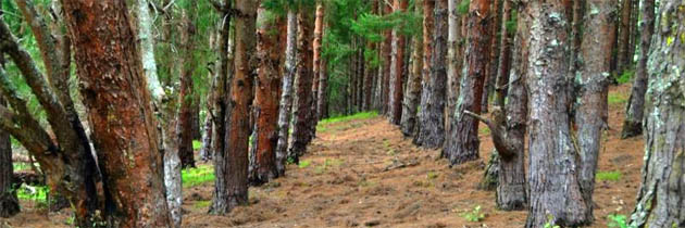 ठंडी हवा – दुष्यंत कुमार