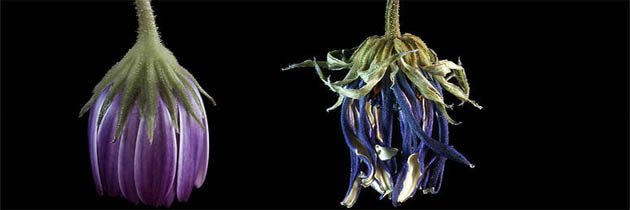 कुम्हलाये हैं फूल – ठाकुर गोपाल शरण सिंह