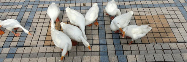 नवम्बर की दोपहर – धर्मवीर भारती