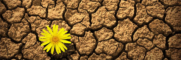 फूल और मिट्टी – वीरबाला भावसार