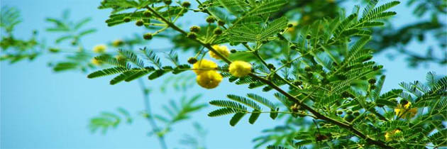 फूले फूल बबूल – नरेश सक्सेना