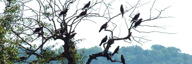 पुण्य फलिभूत हुआ – अमरनाथ श्रीवास्तव