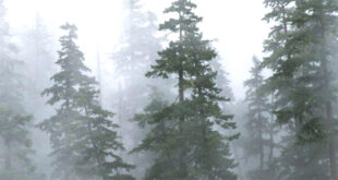 Sandlewood forest under fog