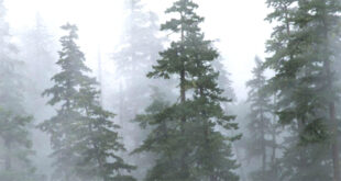 Sandlewood forest under fog