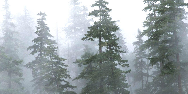 Sandlewood forest under fog