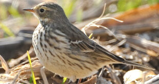 Were will the bird live?