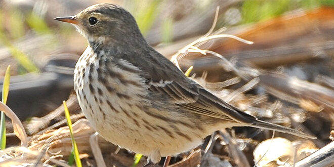 Were will the bird live?