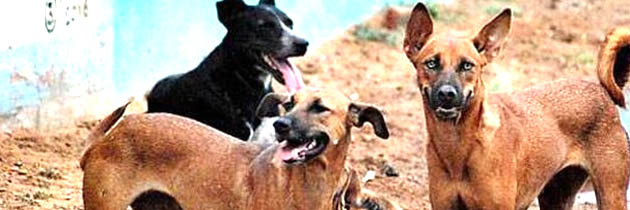 गाँव के कुत्ते – सूंड फैजाबादी