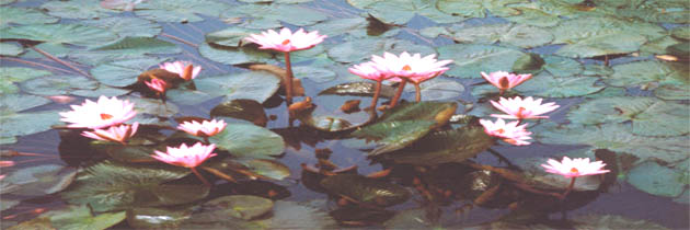 है मन का तीर्थ बहुत गहरा – वीरबाला भावसार