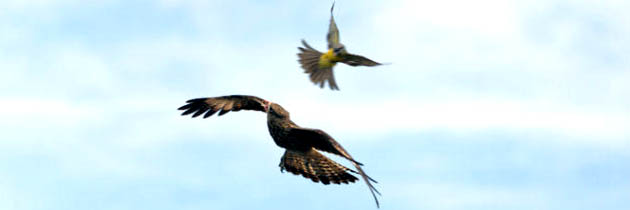 खग उड़ते रहना जीवन भर – गोपाल दस नीरज