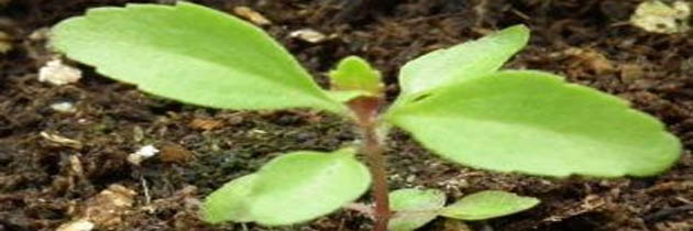 नन्हा पौधा - वेंकटेश चन्द्र पाण्डेय
