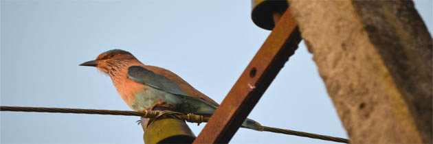 फागुन के दिन की एक अनुभूति – धर्मवीर भारती