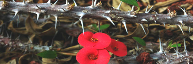 फूल और कांटे – अयोध्या सिंह उपाध्याय ‘हरिऔध’