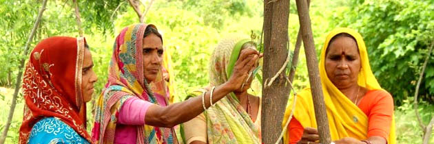 पीहर का बिरवा - अमरनाथ श्रीवास्तव