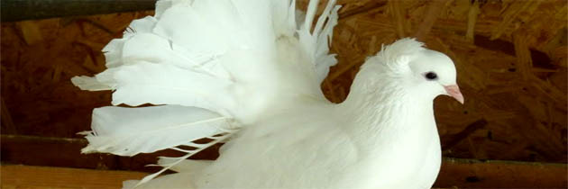 श्वेत कबूतर – वीरबाला भावसार