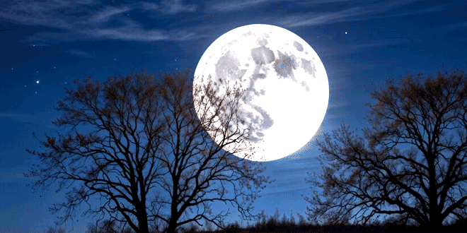 The moon has come up in the sky behind trees!