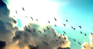 Birds and clouds