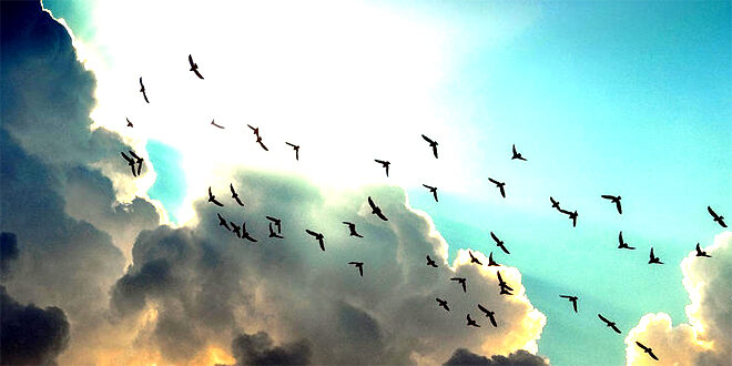 Birds and clouds
