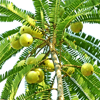 Amla Tree